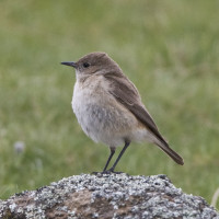 Sickle-winged Chat